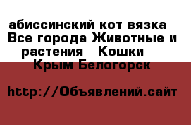 абиссинский кот вязка - Все города Животные и растения » Кошки   . Крым,Белогорск